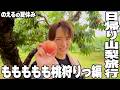 【のえすき夏休み企画②】桃食べ放題！桃狩りだ！
