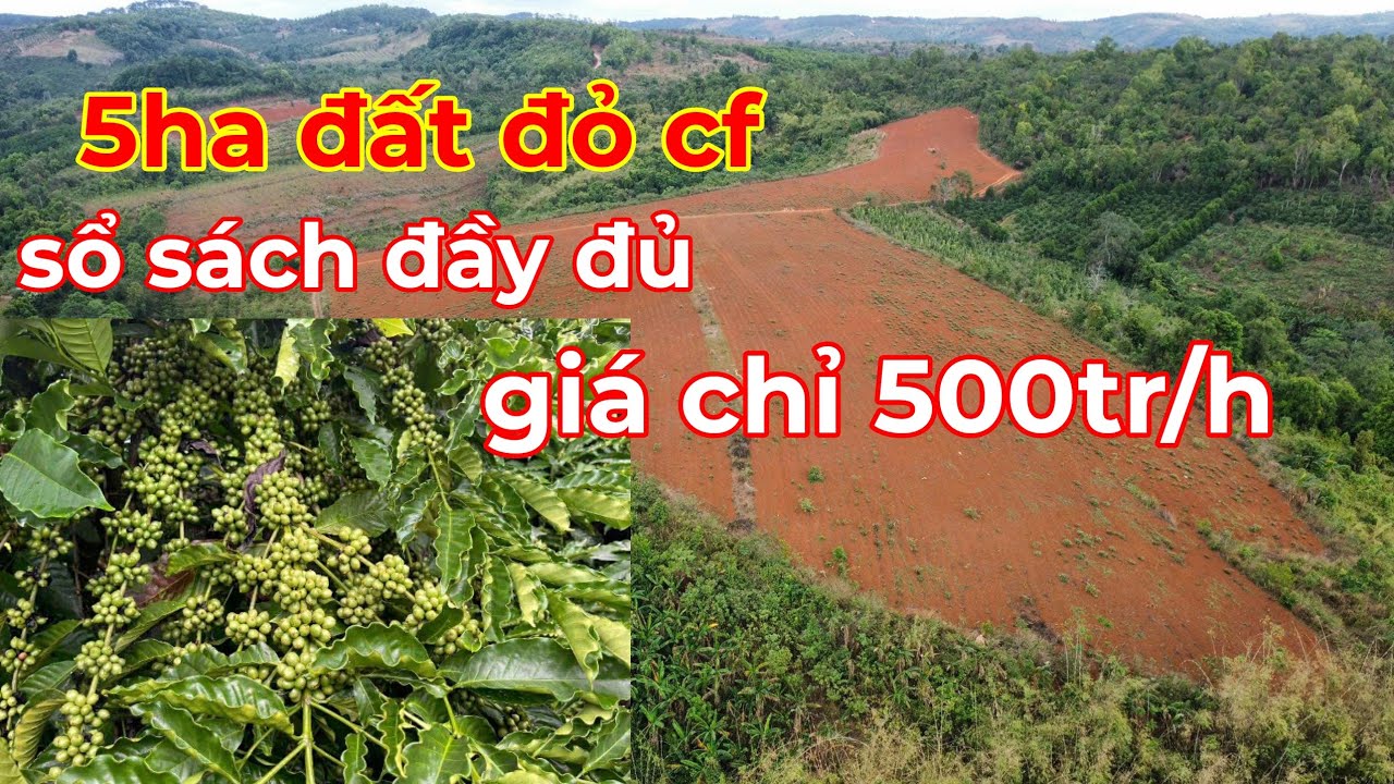 Đã Bán) 5ha đất đỏ cà phê sổ sách đầu đủ giá chỉ 500tr/ha lh 0366592989