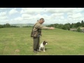 Teaching a Gundog Steadiness Teaching a Gundog Steadiness