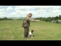 Teaching a Gundog Steadiness