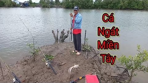 Cá ngát miền tây