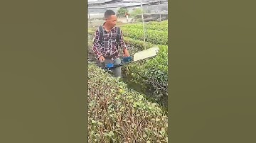 In the pruning process of tea leaves, good tools can improve efficiency