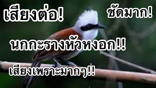 เสียงนกกะรางหัวหงอก!!  เสียงต่อเพราะๆ screenshot 4
