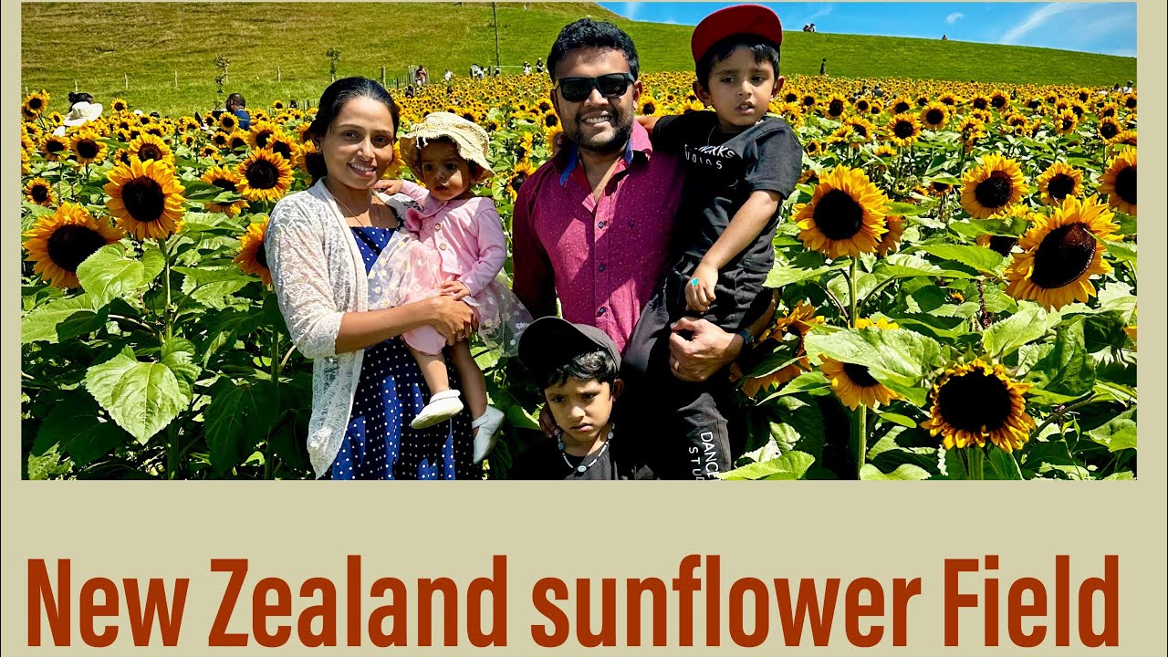 Sunflower field 🌻🌻near Wellington, New Zealand. സൂര്യകാന്തികൾ 🌻🌻 