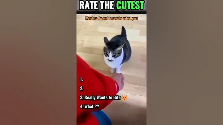 Watch the video about Top-4 Funny Cat Videos