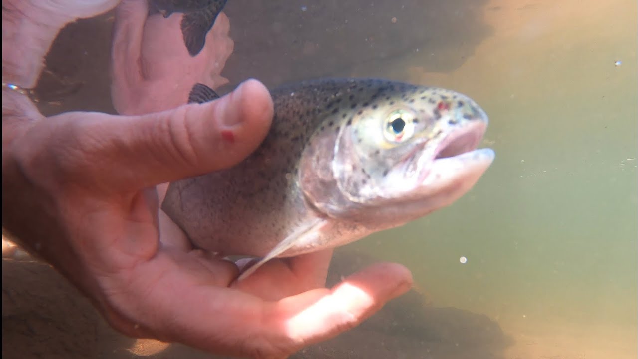 GoPro 8 Jazzy Rainbow Trout Fishing and Road Trip to Durango, Colorado