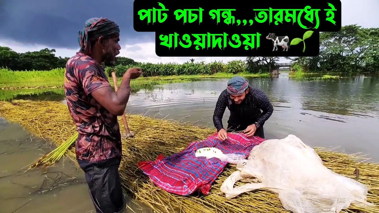 পাট পচা গন্ধ,,,তারমধ্যে ই খাওয়াদাওয়া 🐄🌱