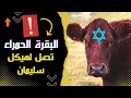 البقرة الحمراء تصل لهيكل سليمان