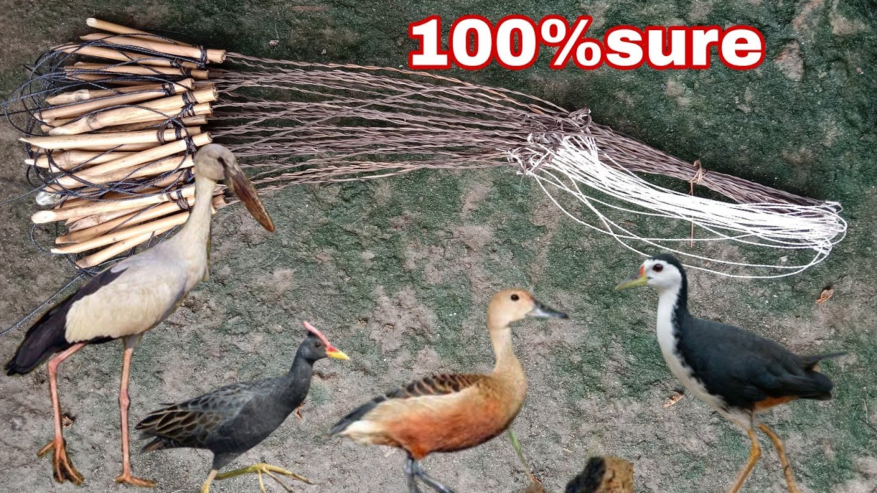 How to make sample bird hunting trap.Easy DIY Trap Form Naturel Materials.