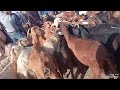 مباشرة من سوق أجلموس جولة صباحية خفيفة في رحبة المواشي 16 9 2023
