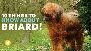 10 Things You Should Know About Briard Dogs