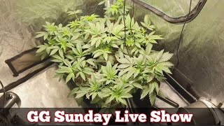 SUNDAY GG live show . LET TALK GROWING