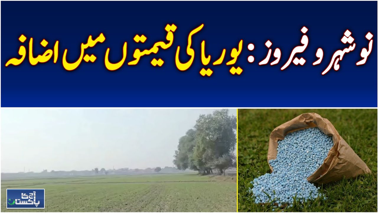 Rabi Crops Sindh | Wheat, Barley, Mustard Sowing | Fertilizer Price ...
