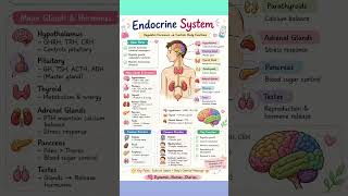Endocrine system