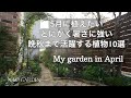 【ガーデニング】5月に植えたい🍃暑さにとにかく強い!晩秋まで咲く花期の長いイチオシの植物10選|My garden in April