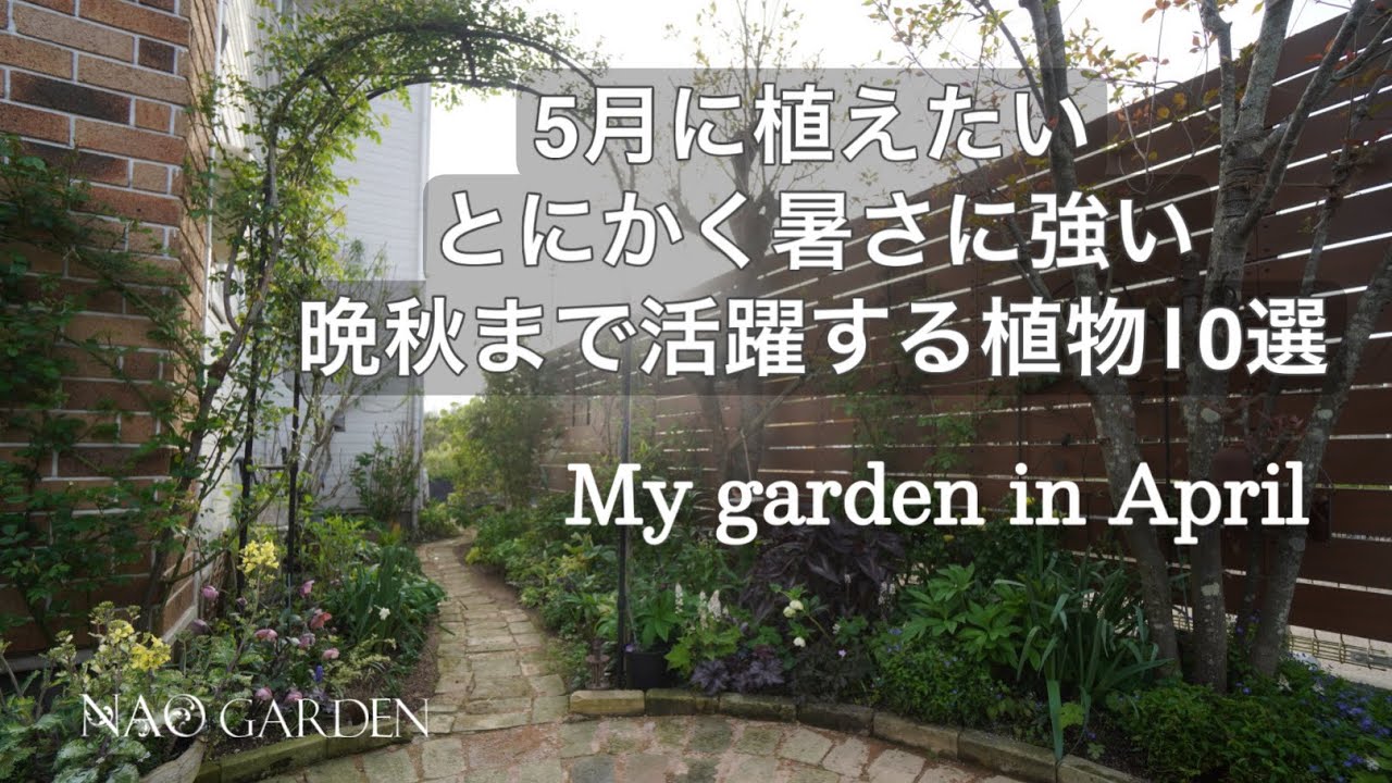 【ガーデニング】5月に植えたい🍃暑さにとにかく強い!晩秋まで咲く花期の長いイチオシの植物10選|My garden in April