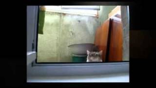 Inception Cat (Training)