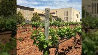 Wine Tasting Mallorca-Damce-Camp 2019