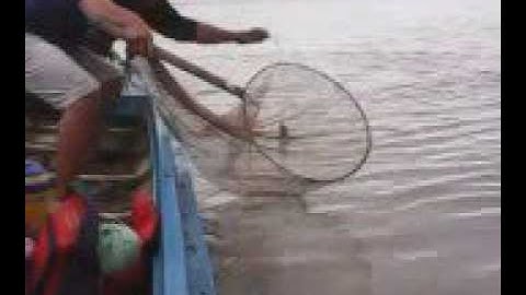 CÂU CÁ DỨA CÀ MAU 1