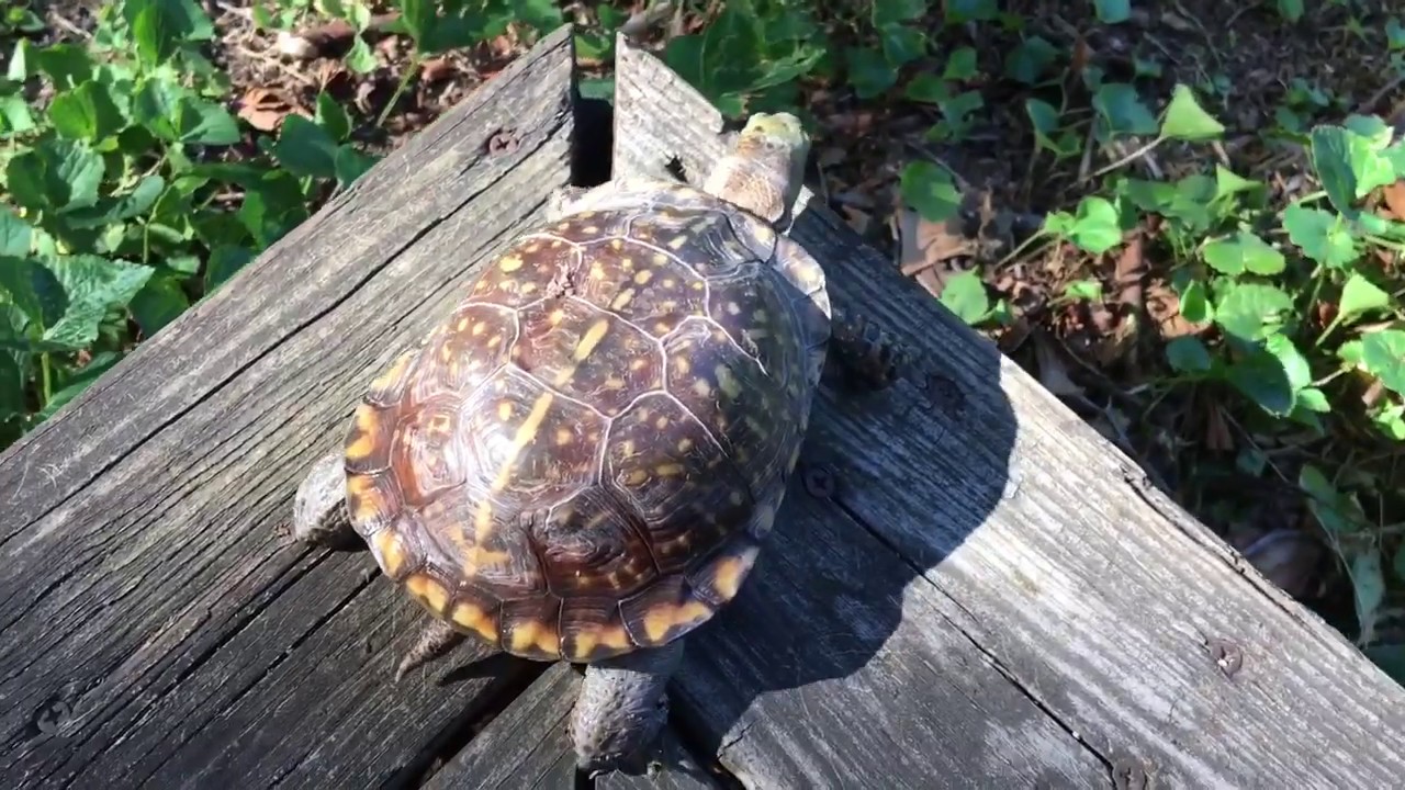 Ornate Box Turtle, the state reptile of Kansas! - YouTube