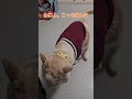 追っ払ったと思った看護師Sに背後に回り込まれてて、飼い主に愚痴りに来たほっぺたろう【保護猫ほっぺたろう】#shorts #cat
