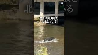 盛岡市中心部にクマ出没　市役所裏の河川敷、人的被害なし　 #shorts 　#毎日新聞