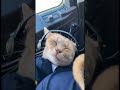 Calm nap  #cat #petsrule #cuteanimals #cute #animallife #funnyanimal #funny #cutepets #catvideos