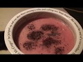 猫のノミ取り　getting rid of fleas on cats　（１）黒猫もーちゃん  black cat  Mo-chan