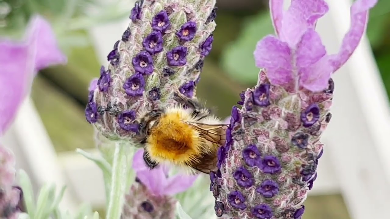 UK nature walk with Gary and laddy (C)