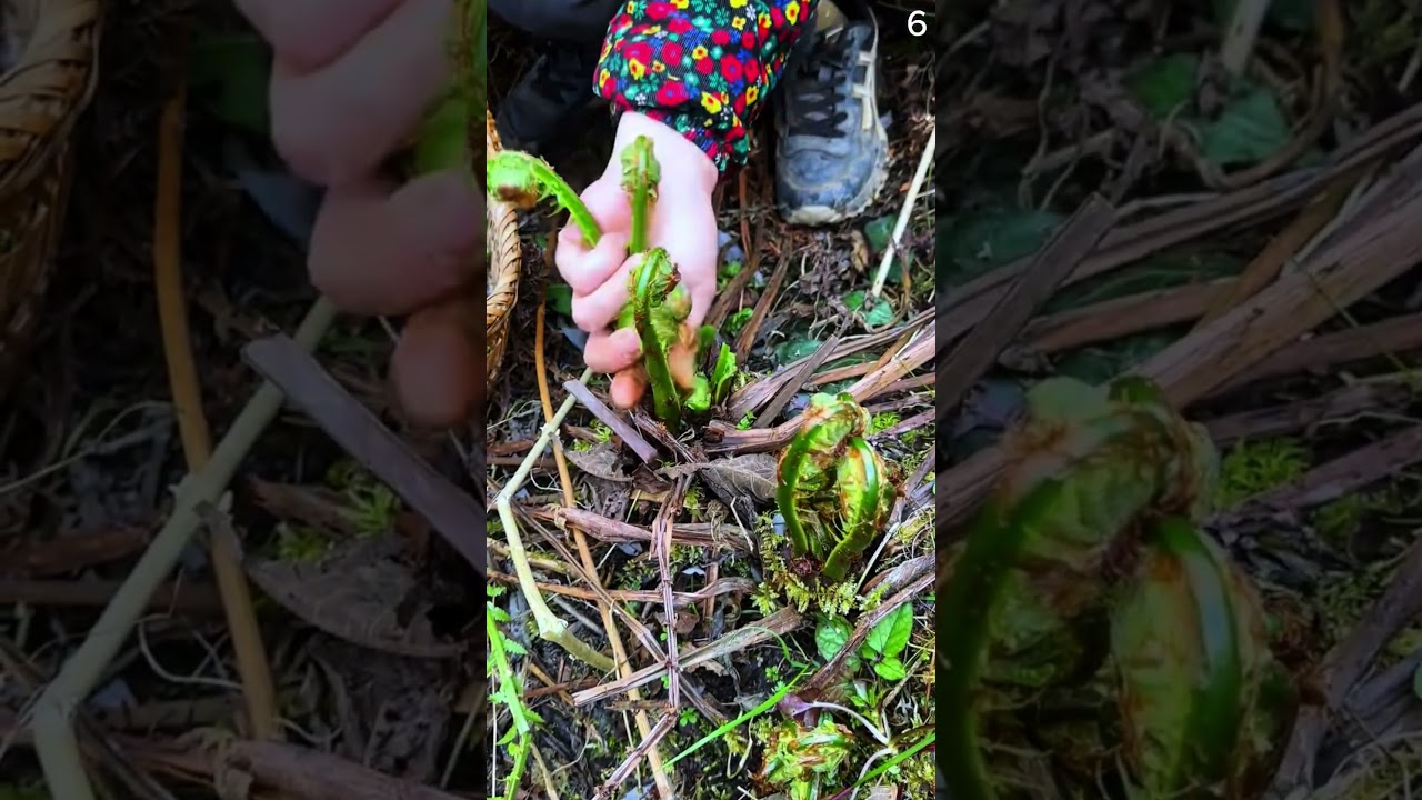 petani cerdas panen tanaman pakis dengan hasil yang memuaskan 