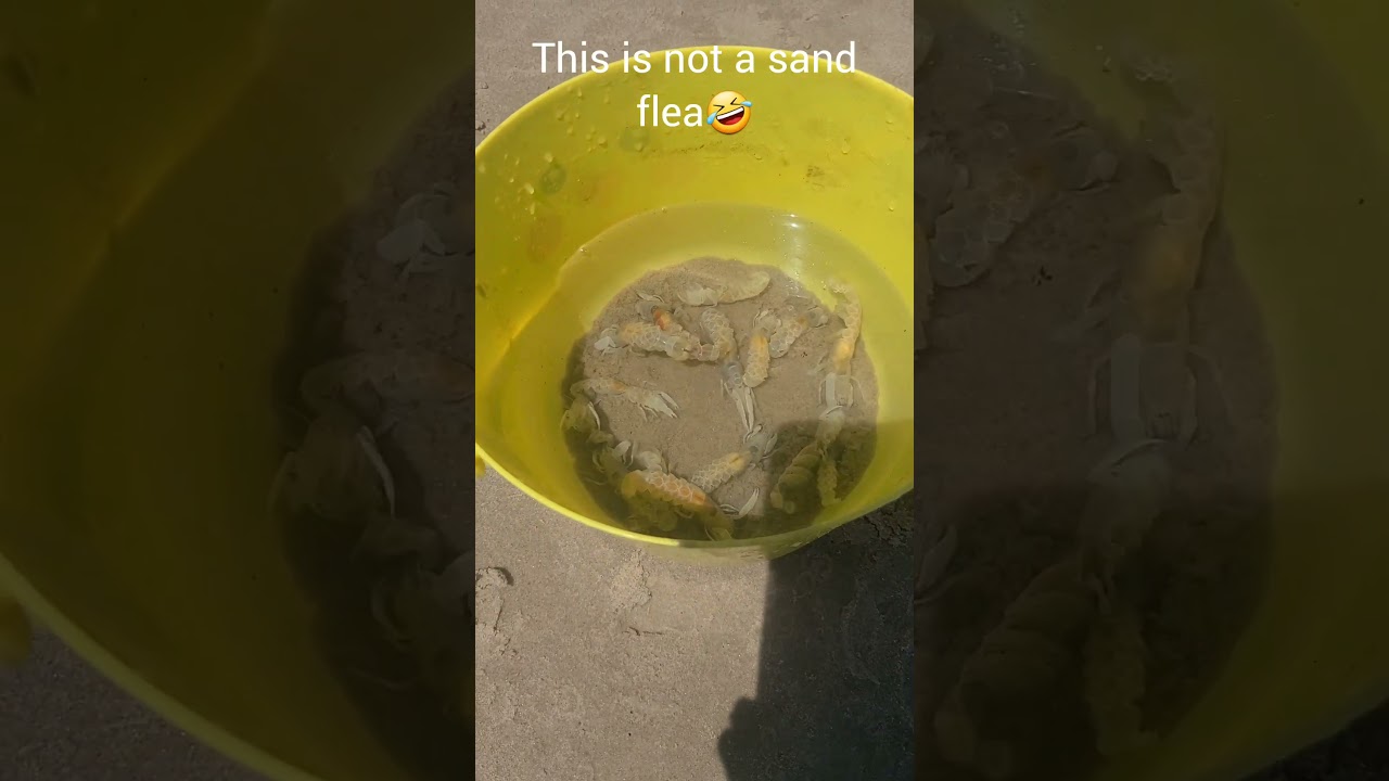 What does a ghost shrimp from Texas look like?