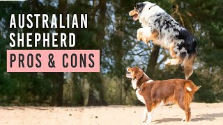 Detailed Australian Shepherd Pros and Cons Profile