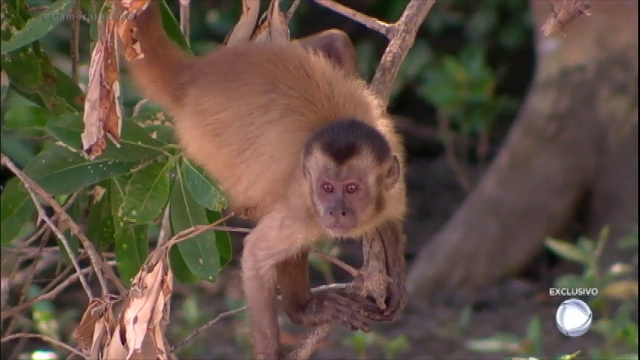 video phone beyonce mp3 Conheça a incrível ilha isolada no deserto aonde vivem mais de 70 macacos