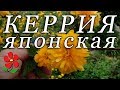 Керрия японская. Знакомьтесь!