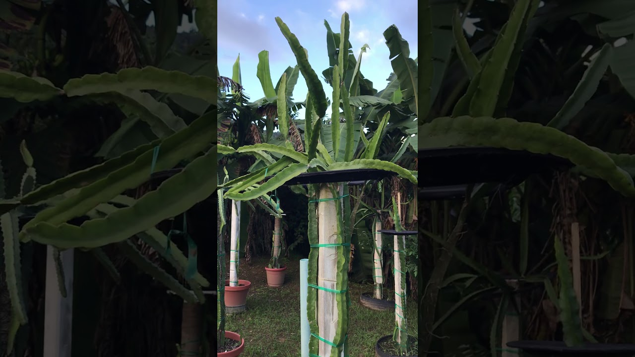 Dragon Fruit Plant Root Rot Solution. YouTube