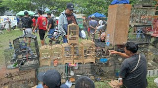 Download Lagu Hadeh begina aja burungnya pasar burung plered cirebon MP3