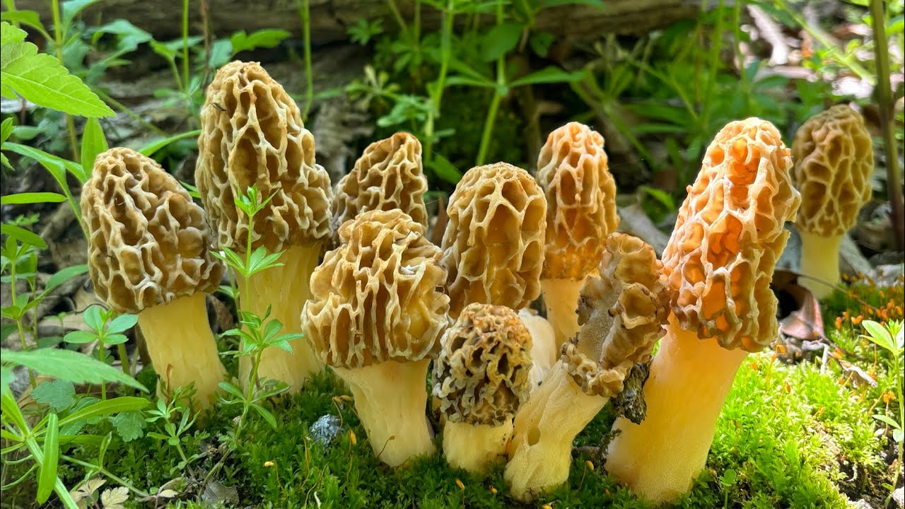 First Morel Mushroom Finds of 2025