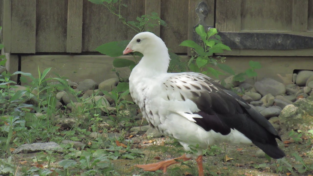 Andean goose at Philadelphia zoo September 2022