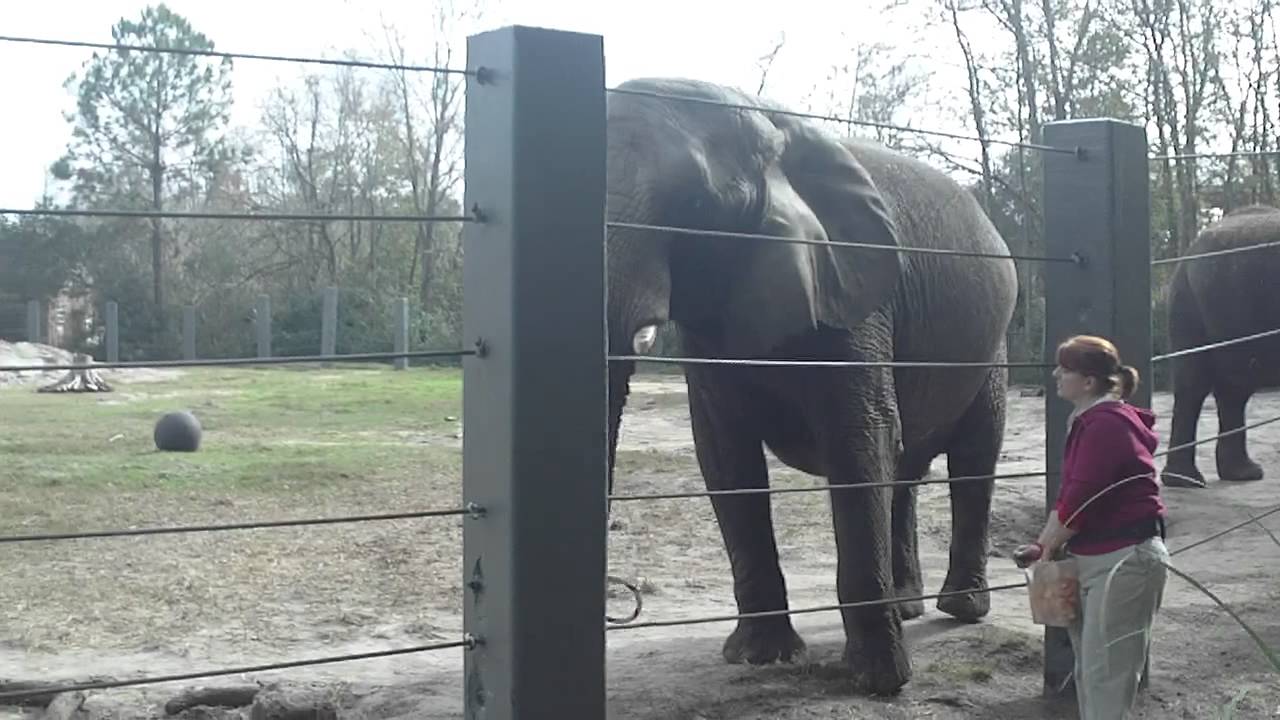 Elephants and Candycanes Part 1 Jacksonville Zoo and Gardens Holiday