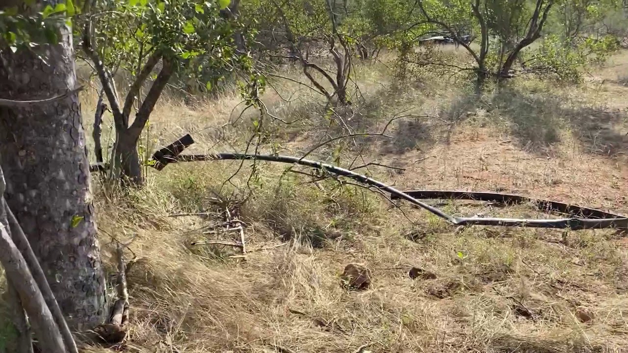 Elephants rip up pipe despite chemical deterrent - YouTube