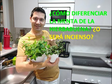 Vídeo: Com Identificar Una Menta