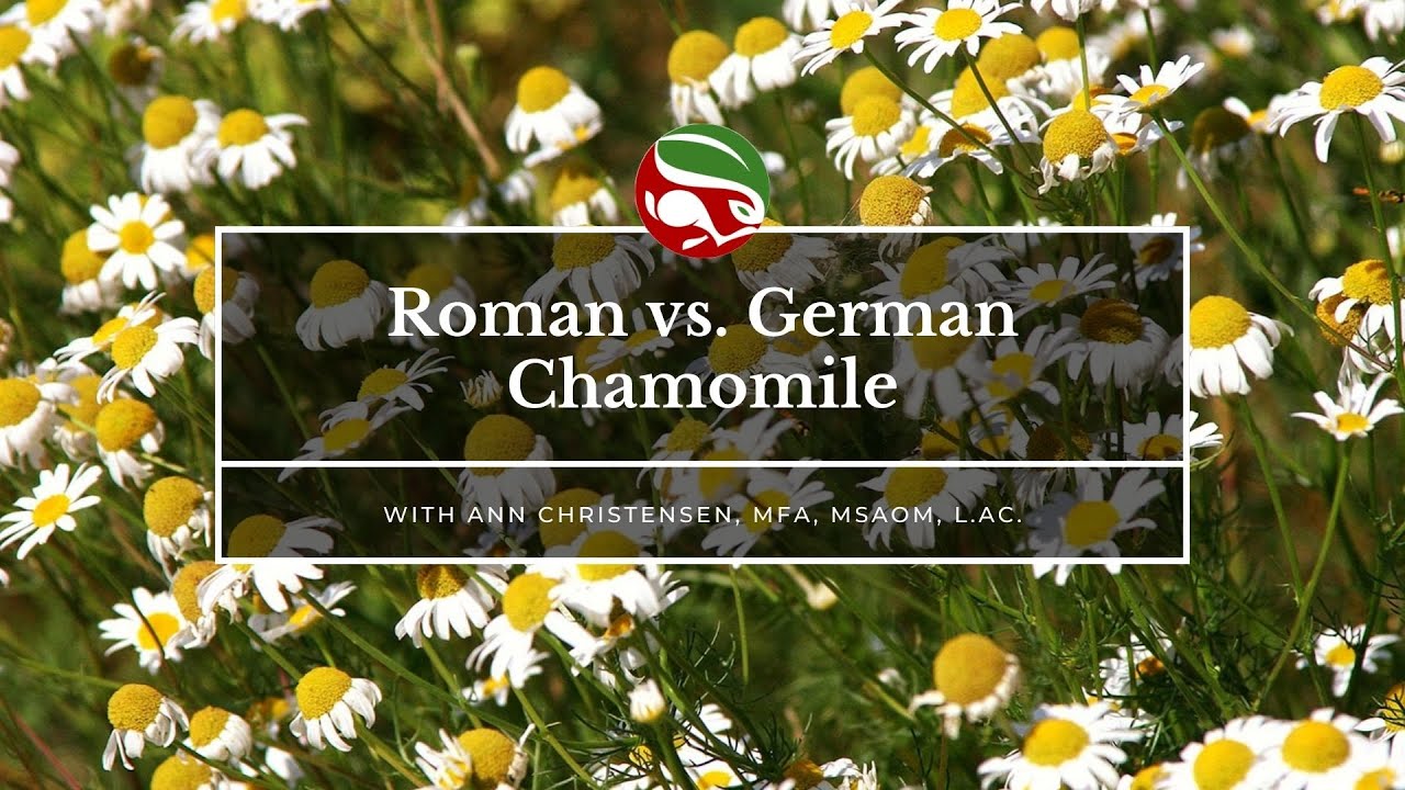 Roman vs. German Chamomile - YouTube