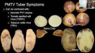 How Has Potato Moptop Virus Impacted Potato Growing Regions In The Usa