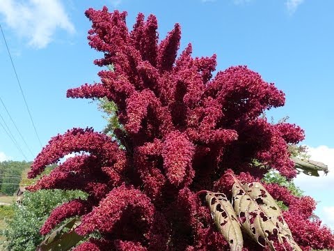 Video: Fialové Květy Amarantu
