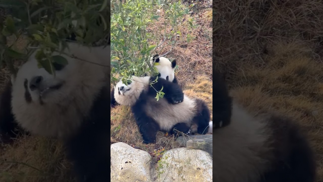 When Xingyun the Panda Dominates Aobai in a Play Fight 🐼 |Hilarious!