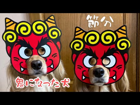 犬の日常 #Shorts 鬼になった姉妹犬【節分2021】vlog 多頭飼い