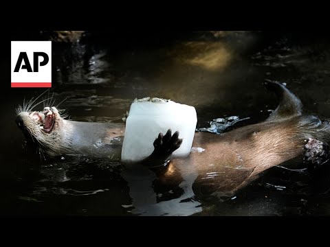 How animals at a Florida zoo are staying cool in summer heat