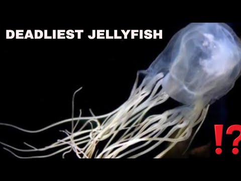 Sea Wasp - a box jellyfish