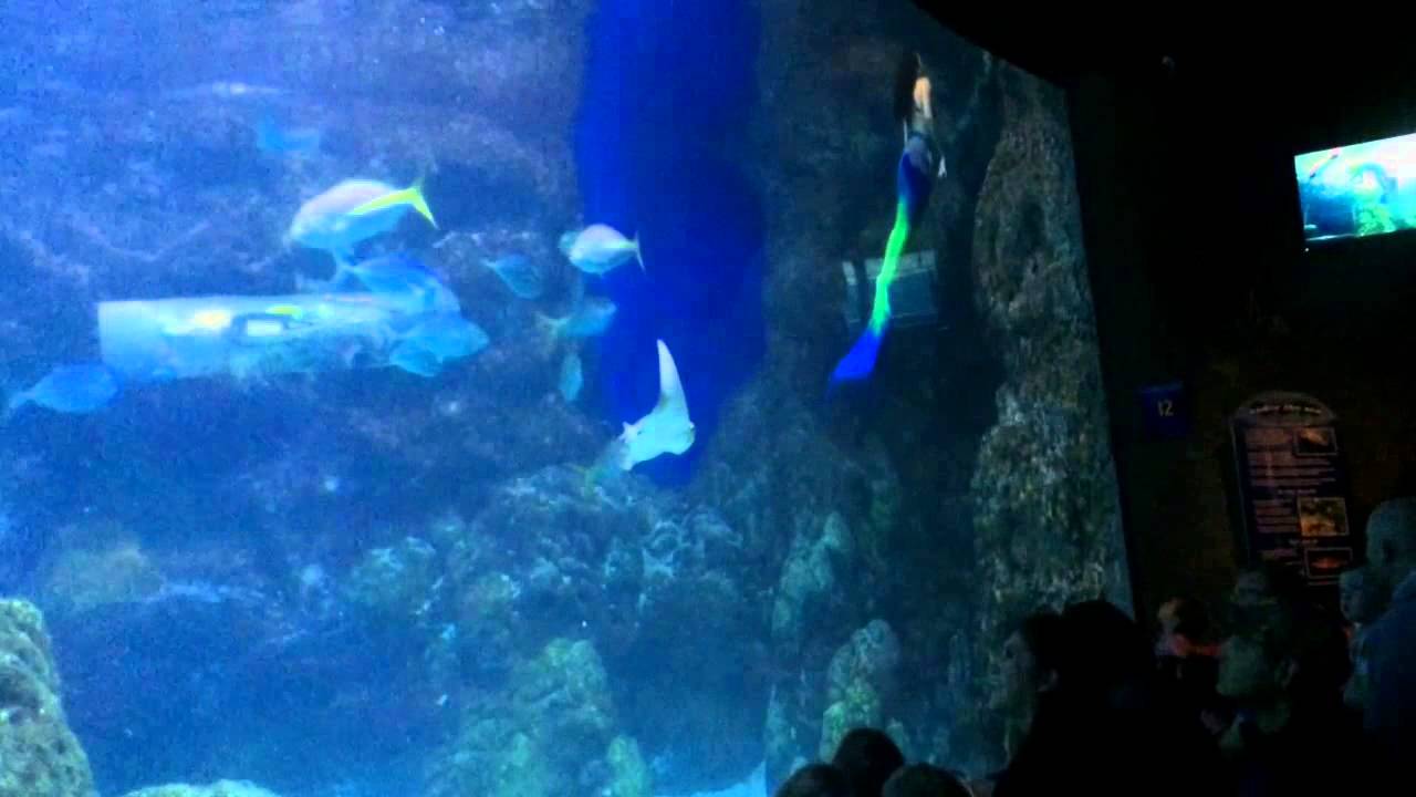 Mermaids at the Denver Aquarium YouTube