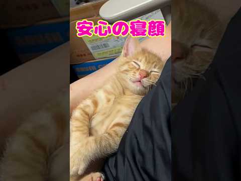 パパがいるから大丈夫|PECO